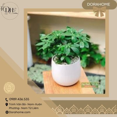 Cây ngũ gia bì- Xua đuổi côn trùng, hút tài lộc