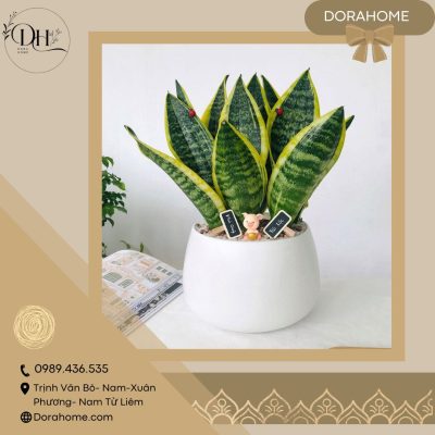Cây xanh lưỡi hổ giúp lọc không khí, trừ tà